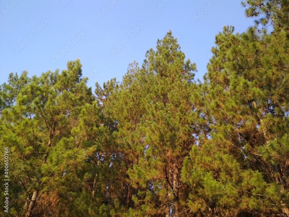 pine trees in the morning