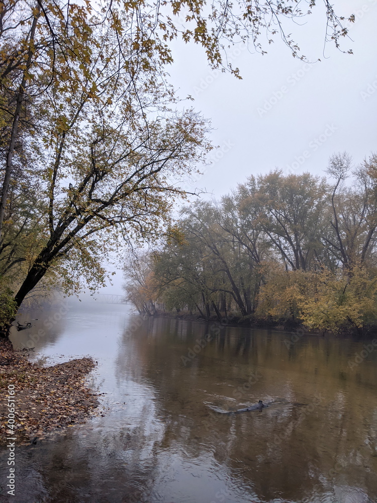 Obraz premium River in the woods with trees in Autumn