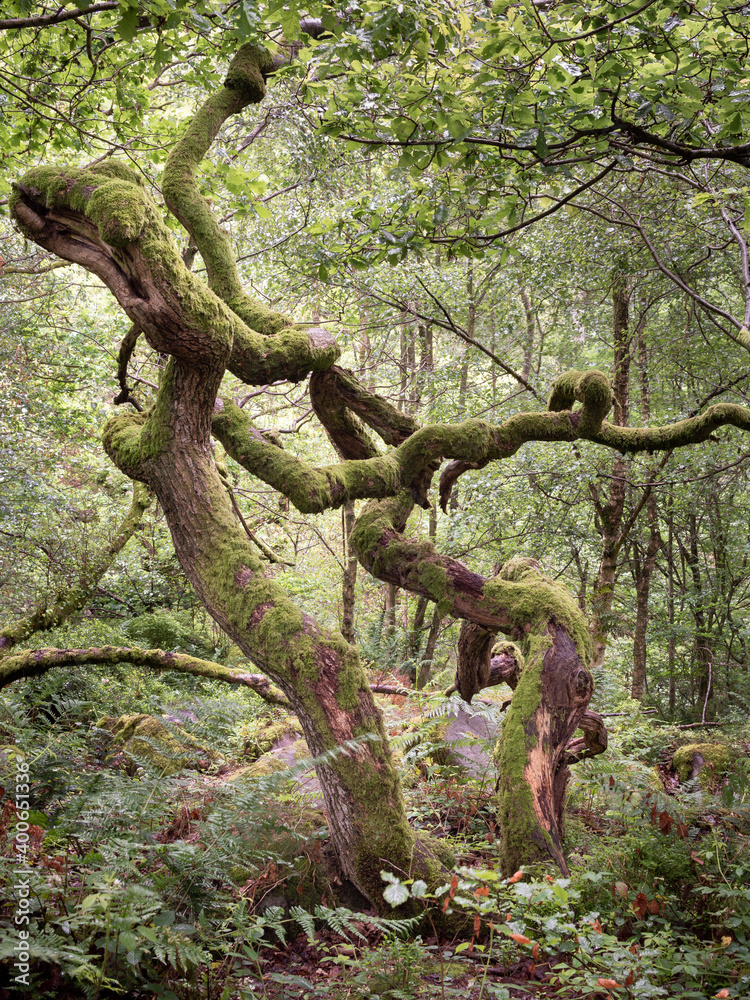 twisted trees covered in moss in the woodland twisted trees covered in moss in the woodland