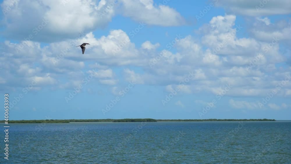 Medium shot Slow Motion shot, Scenic view of Bird flying above the sea of Baja Sur, Mexico, Cloudy blue sky in the background. Medium shot Slow Motion shot, Scenic view of Bird flying above the sea of Baja Sur, Mexico, Cloudy blue sky in the background.