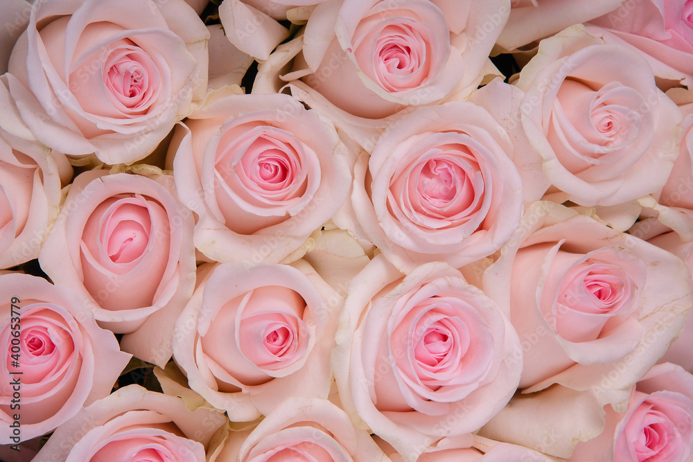 beautiful background pink roses beautiful background pink roses