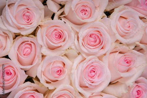 beautiful background pink roses © olgasparrow