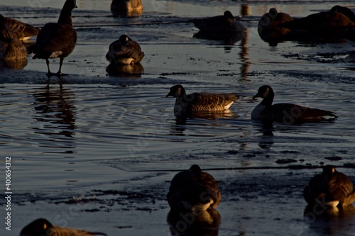 Wild geese, Canada and a few Snow geese, resting and wintering on South East City Park Public Fishing Lake, Canyon, Texas. photo