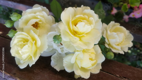 bunch of yellow roses