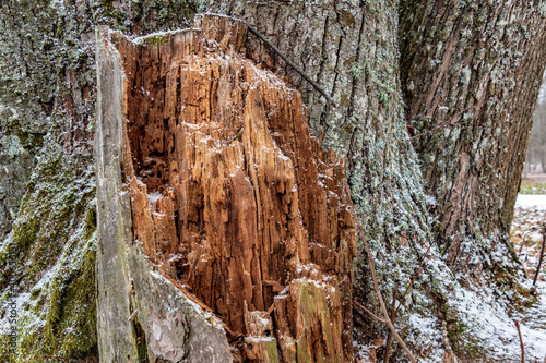 A rotten, broken tree that has snowed