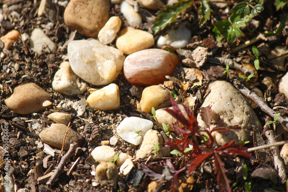 Pebbles on the beach... or in the forest? Pebbles on the beach... or in the forest?