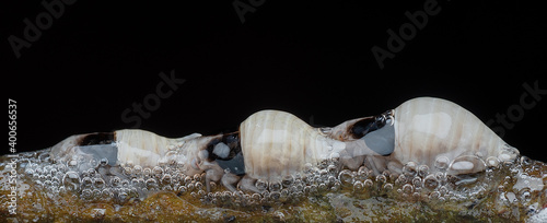 Spittlebug nymphs that resting in their frothy nest.. those frothy secretion was actually their urine that they secreted out as their nest , hence to protect themselves by not easily detected . photo