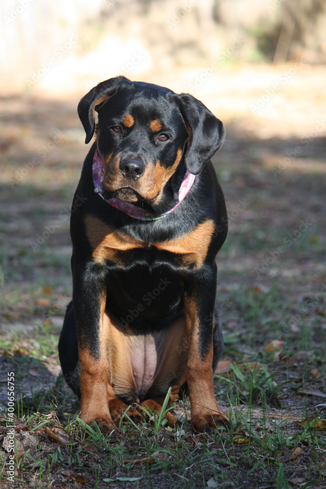 Rottweiler teenage puppy enjoying the outdoors