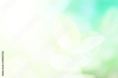 Green light leaves blurred and blur natural abstract. Effect sunlight  soft bright shiny style  bokeh circle yellow and orange blurry morning . For wallpaper backdrop and background.
