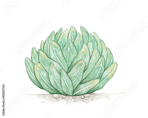Illustration Hand Drawn Sketch of Agave Victoriae Reginae or Queen Victoria Agave Plant for Garden Decoration.

