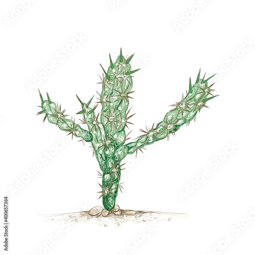 Illustration Hand Drawn Sketch of Cylindropuntia or Chollas Cactus for Garden Decoration.
