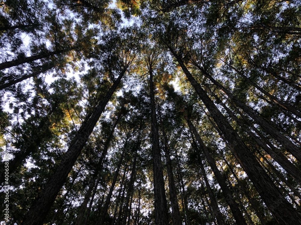 Fototapeta premium trees and sky