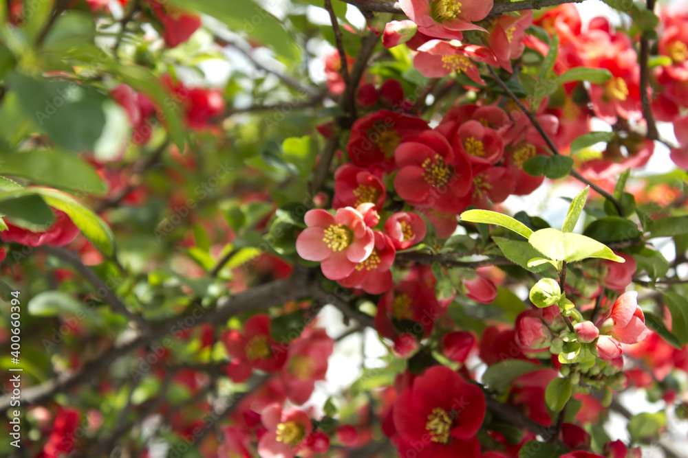 close up Chaenomeles speciosa close up Chaenomeles speciosa