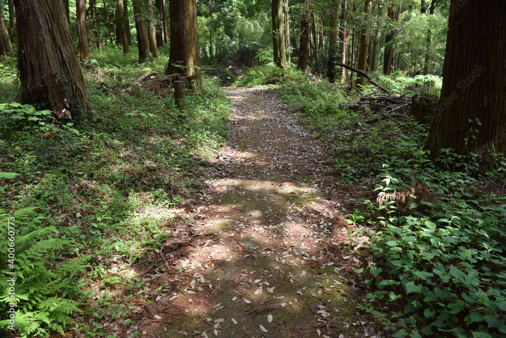 Fototapeta premium 遊歩道 森林公園