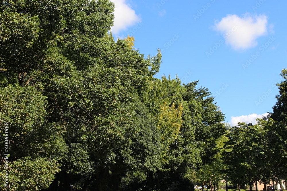 Obraz premium 木が集まり森になる