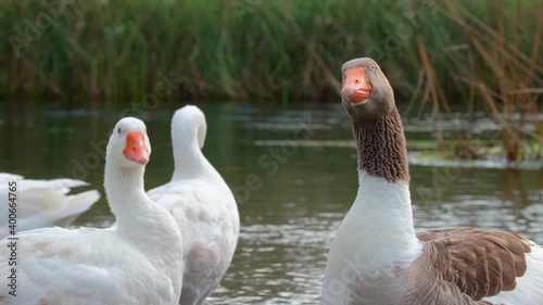 Beautiful goose making its recognizable honk