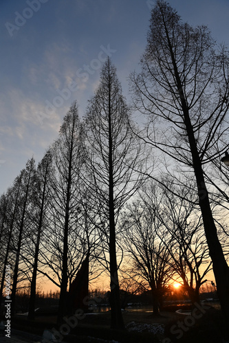 a tall tree
