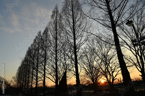 a tall tree