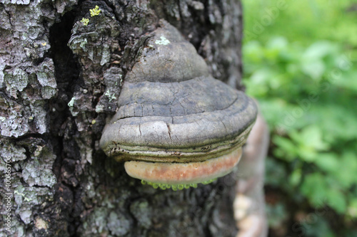 False tinder conk along the Byers Lake Trail at Denali State Park in Alaska