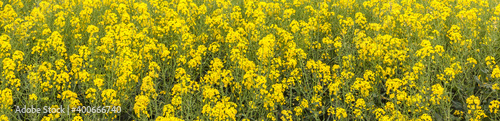 Closeup yellow canola flower in spring