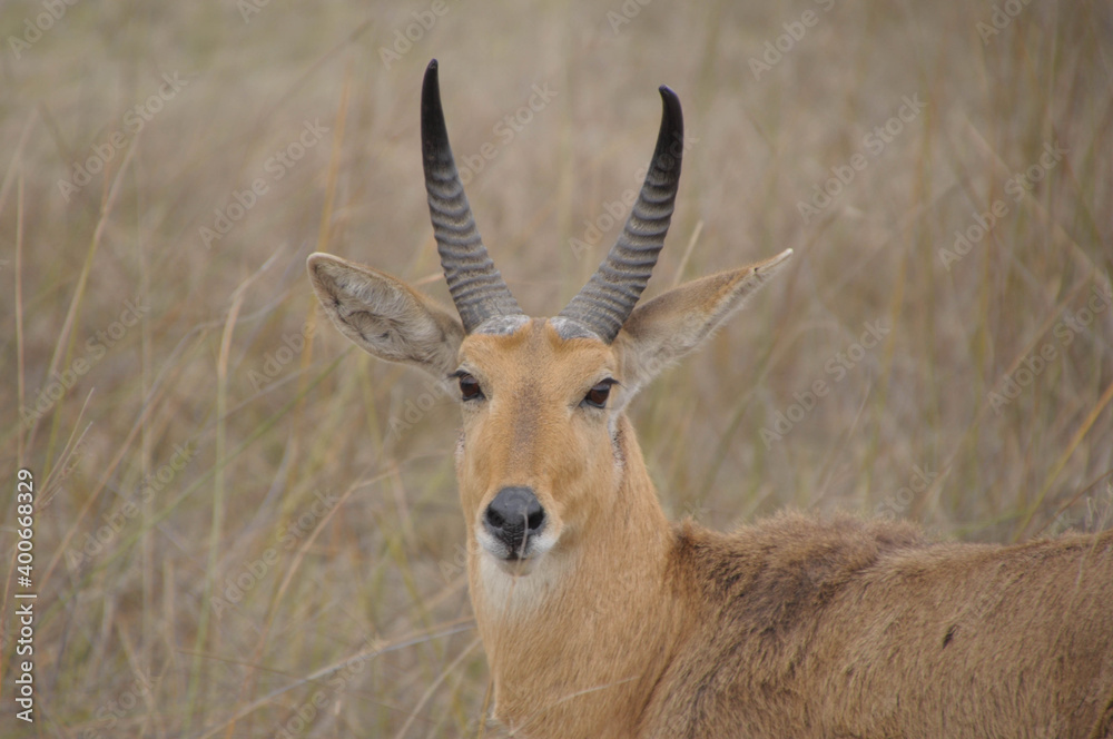 Reedbuck antelope in the grass