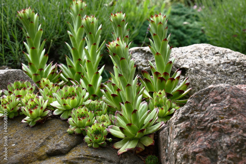 Large sempervivum, green with claret edges, in a crevice between stones.On high escapes flowers will blossom soon.