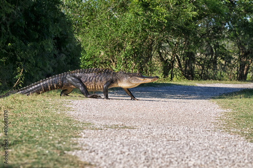 The big american alligator crossing a trail at Brazos Bend State Park, Texas