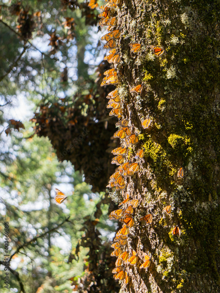 Monarch Butterflies on tree trunk at the Monarch Butterfly Biosphere Reserve in Michoacan, Mexico, a World Heritage Site. Monarch Butterflies on tree trunk at the Monarch Butterfly Biosphere Reserve in Michoacan, Mexico, a World Heritage Site.