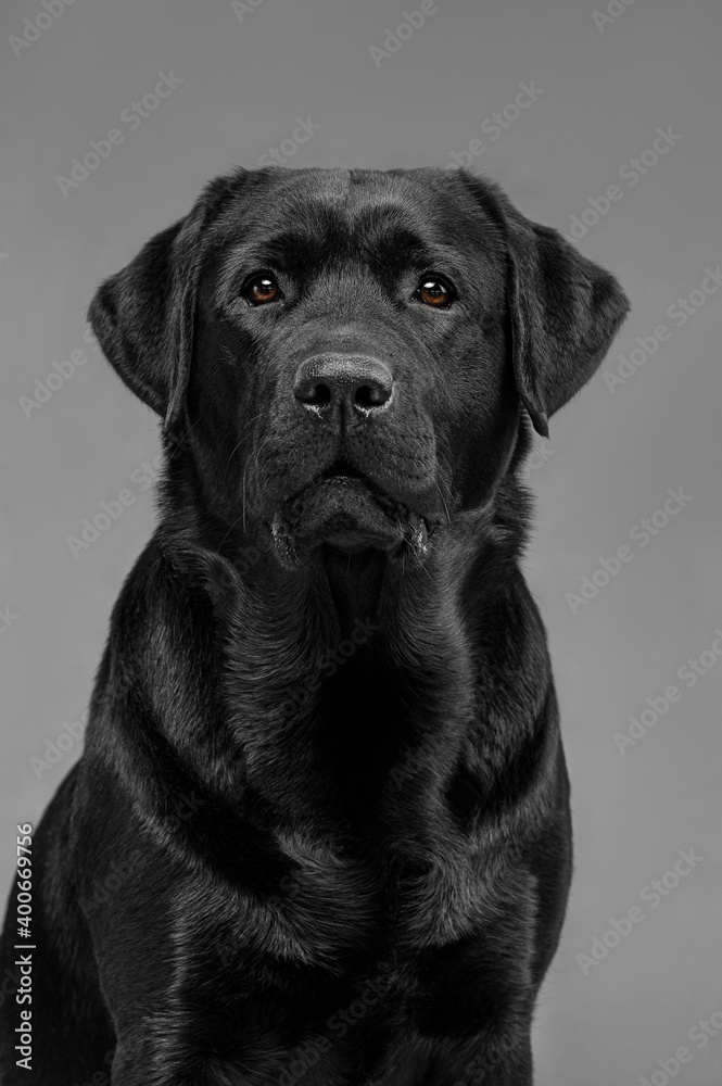 black labrador on gray background