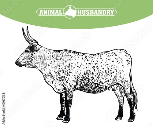 Breeding cattle. silhouette of a grazing cow. vector illustration isolated on white background