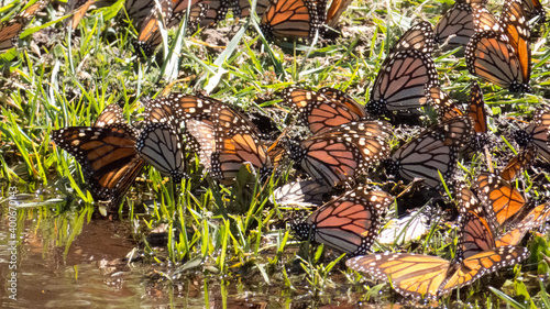 Monarch Butterflies drinking water on the ground at the Monarch Butterfly Biosphere Reserve in Michoacan, Mexico, a World Heritage Site.  photo