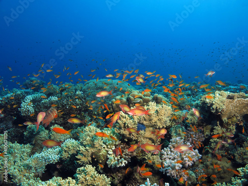 Beautiful and healthy coral reef in the Red Sea