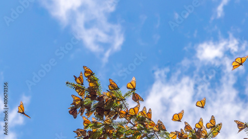 Monarch Butterflies on the tree branches at the Monarch Butterfly Biosphere Reserve in Michoacan, Mexico, a World Heritage Site.  photo