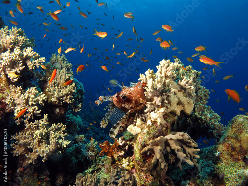 Fototapeta Naklejka Na Ścianę i Meble -  A Common lionfish Pterois miles blending in on a coral block
