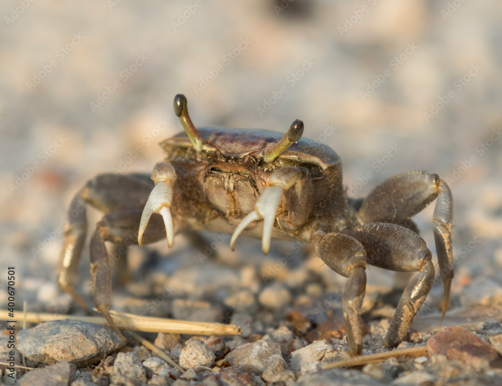 Female brackish water fiddler crab (Uca minax) in Galveston, Texas Female brackish water fiddler crab (Uca minax) in Galveston, Texas
