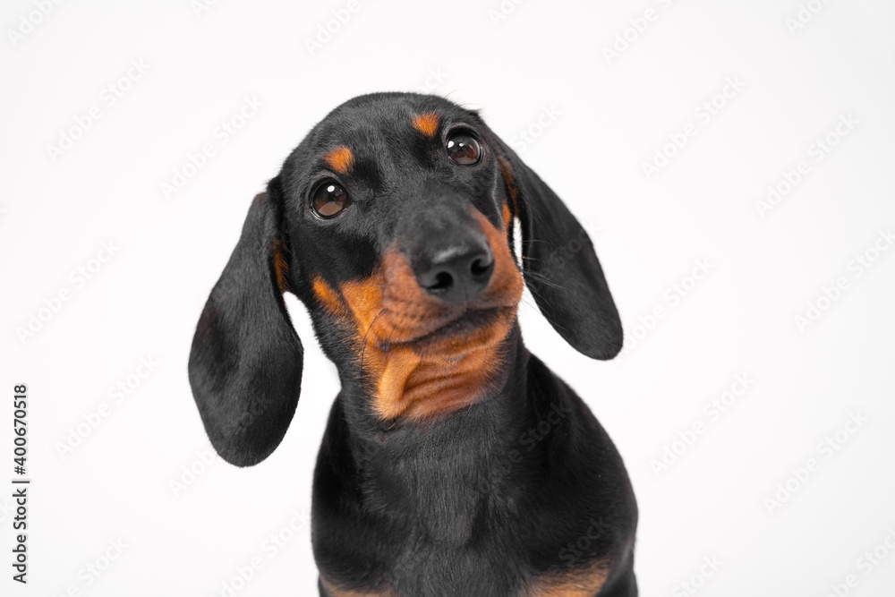 Portrait of a charming dachshund puppy, black and tan, looks attentively with a curious glance at the owner or trainer, on a white background