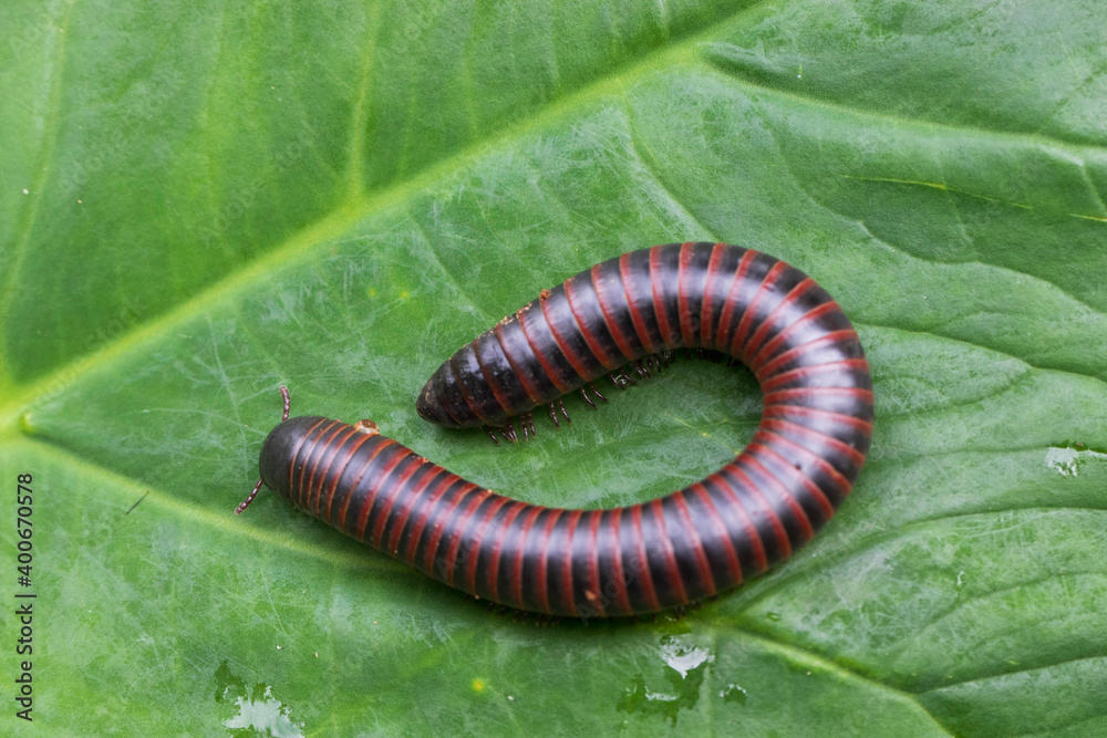 macro of a caterpillar