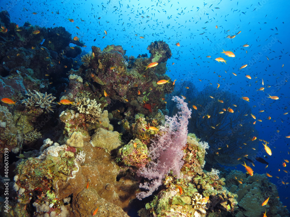 A deep part of a Red Sea coral reef