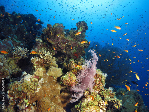 Fototapeta Naklejka Na Ścianę i Meble -  A deep part of a Red Sea coral reef