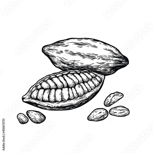 Cocoa beans illustration. hocolate cocoa beans. vector illustration isolated on white background