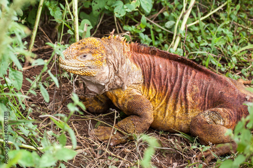 Galapagos land iguana  Galapagos Islands  Ecuador