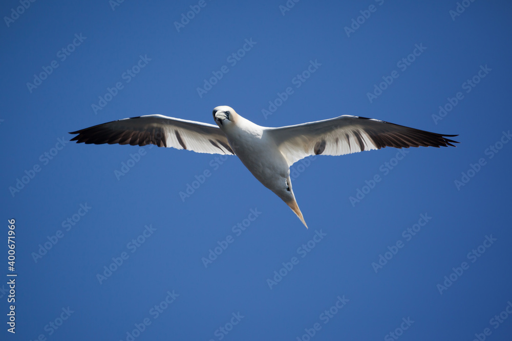 Northern flying in Bonaventure Island, Perce, Gaspe, Quebec