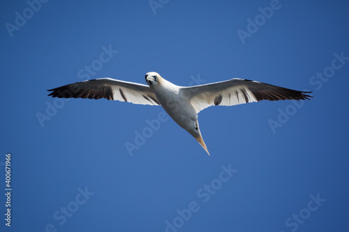 Northern Gannet flying in Bonaventure Island  Perce  Gaspe  Quebec  Canada. Bonaventure Island is home of one of the largest colonies of gannets in the world. 