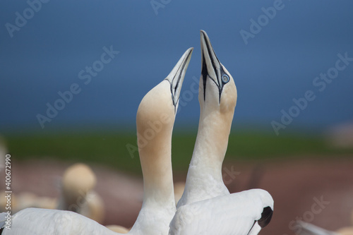 Northern Gannet pairs on Bonaventure Island near to Perce, Quebec, Gaspe, Canada. Bonaventure Island is home of one of the largest colonies of gannets in the world. photo