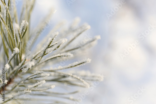 snow covered fir tree with blank background