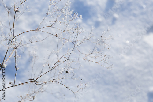 background tree frozen in ice