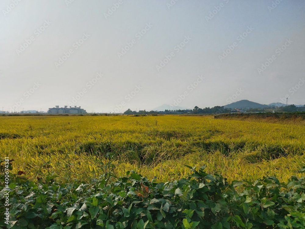 a yellow field of grain