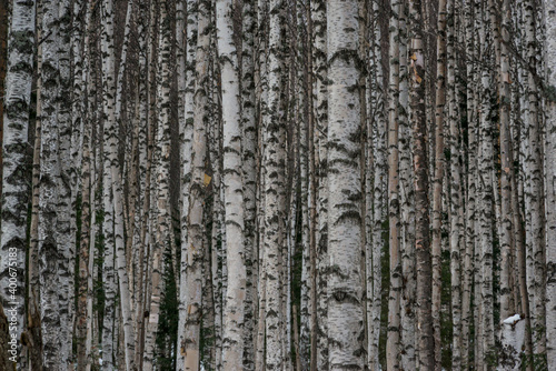 birch trunks in the winter forest filling the entire frame