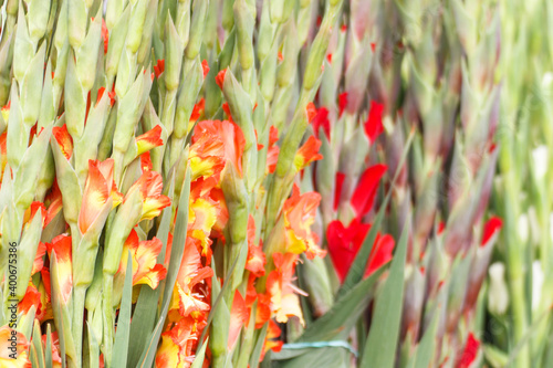 Blooming colorful flowers with green leaves in park