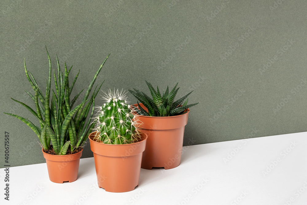 Home plants. Succulents and cactus in brown pots on table, green background. Close-up, Front view Home plants. Succulents and cactus in brown pots on table, green background. Close-up, Front view